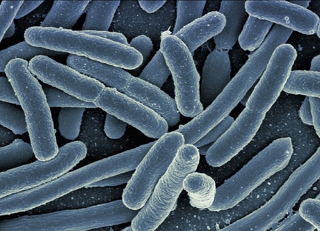 batterio Escherichia Coli